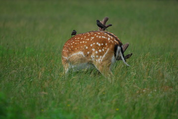 Wer hat hier einen Vogel?