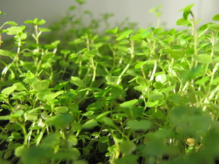 Obraz premium Brunnenkresse