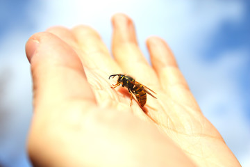 Wasp resting on the palm with sky background . Flie to freedom