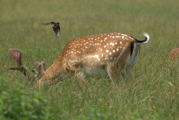 Hirsch und Vogel