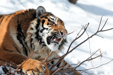 Tiger with bared fangs