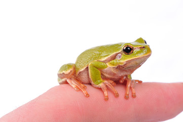 closeup green tree frogon the finger