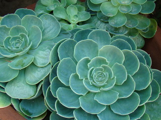 Echeveria