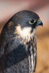 falcon