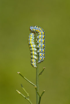 coppia di bruchi