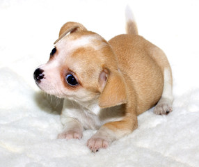 Chihuahua puppy
