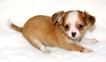 Chihuahua puppy