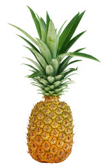 Fototapeta premium Pineapple