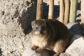 Naklejka premium Daman du cap (Rox Hyrax)