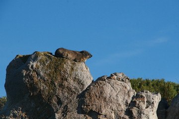 Daman du cap (Rox Hyrax)