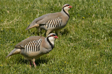 Pair of Chukars