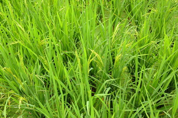 Fototapeta na wymiar paddy rice