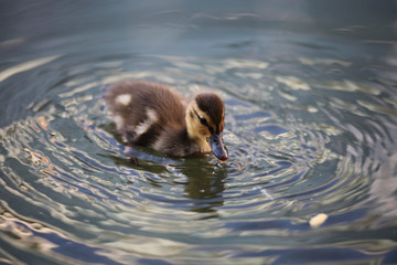 Brown baby duckling with wet bill swimming for food