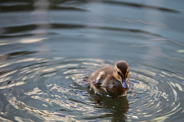 Brown baby duckling with wet bill swimming alone