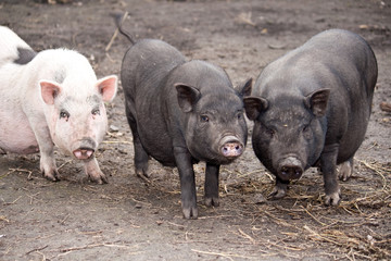 pig