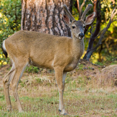 Blacktail Stag in Velvet