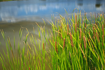 sedge in pond