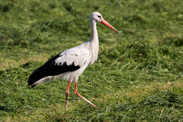 White stork looking for frogs and mice in mowed grass
