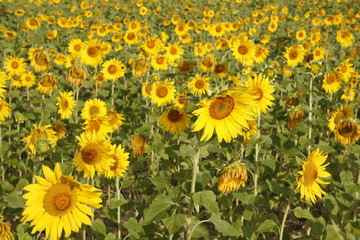 Fototapeta premium girasoles