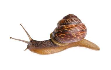 Snail