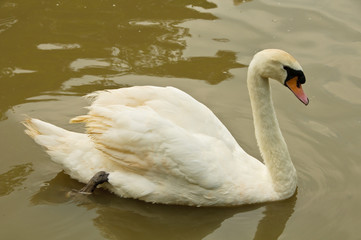 One mute swan