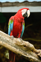 Macaw
