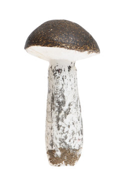 Mushroom isolated