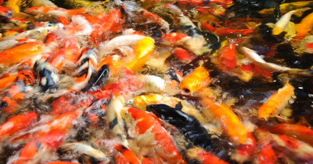 Carps in a pond