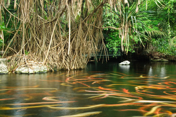 Carps in a pond