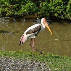 painted stork