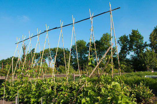 string beans