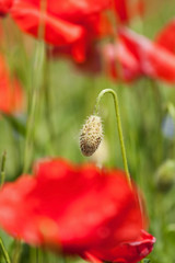 Beautiful poppy field