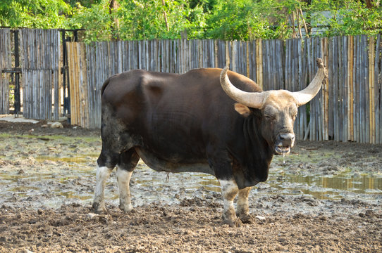 Gaur