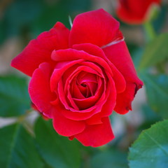 rose rouge