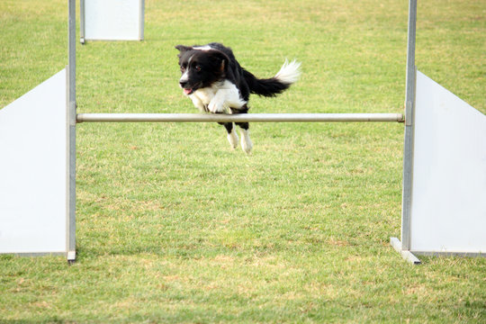 Agility dog