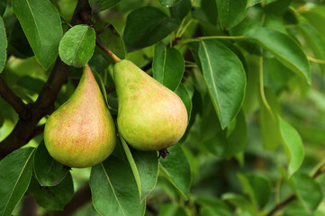 pear