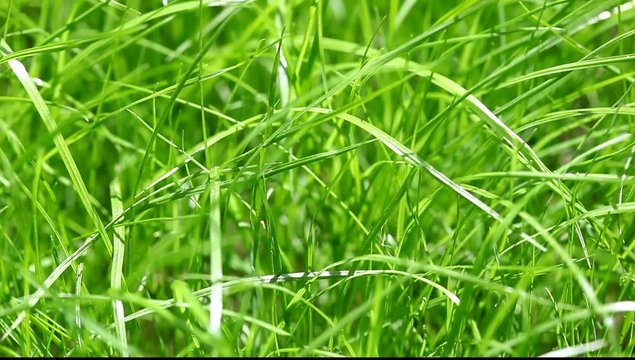 New fresh green garden grass flapping in the wind