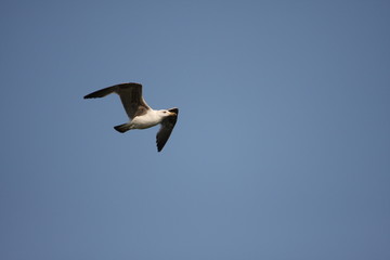 Goéland (Larus) en vol