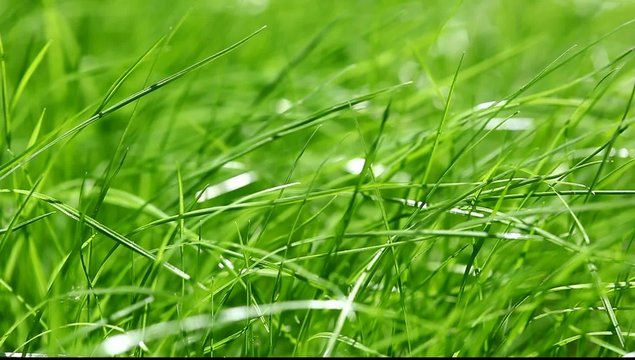 New fresh green garden grass flapping in the wind