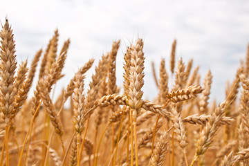 Fototapeta premium Gold wheat field