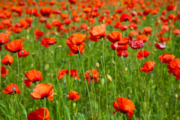 Poppy field meadow with wind turbine
