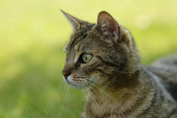 chat