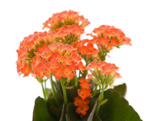 bright orange flowering kalanchoe plant; isolated on white;
