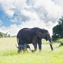 Fototapeta premium Elephant