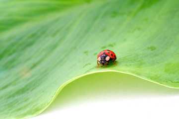Coccinelle