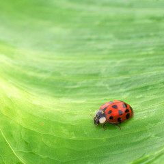 Coccinelle