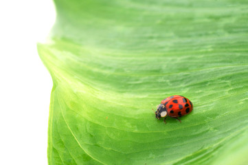 Coccinelle
