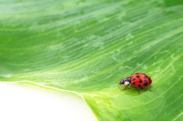 Coccinelle