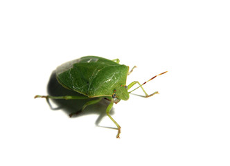Leaf-like green Mauritian insect