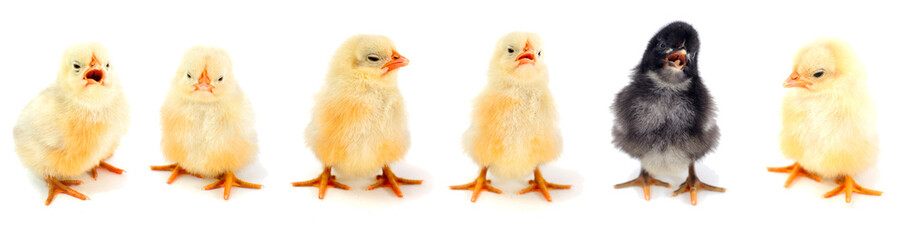 poussins